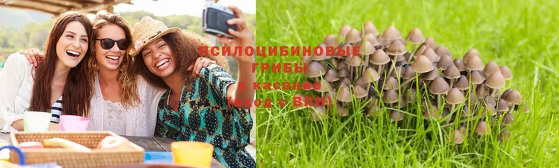 Псилоцибиновые грибы Psilocybine cubensis  Жирновск 